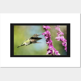 Anna's Hummingbird in Flight Posters and Art